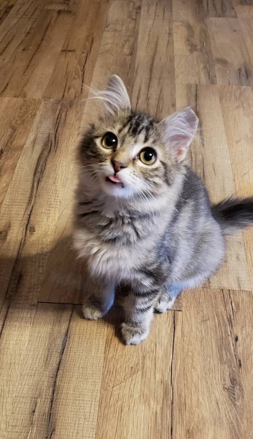 Los gatos lo es todo. Incluso la lengua sobresaliente! Los gatos lo es todo. Incluso la lengua sobresaliente!