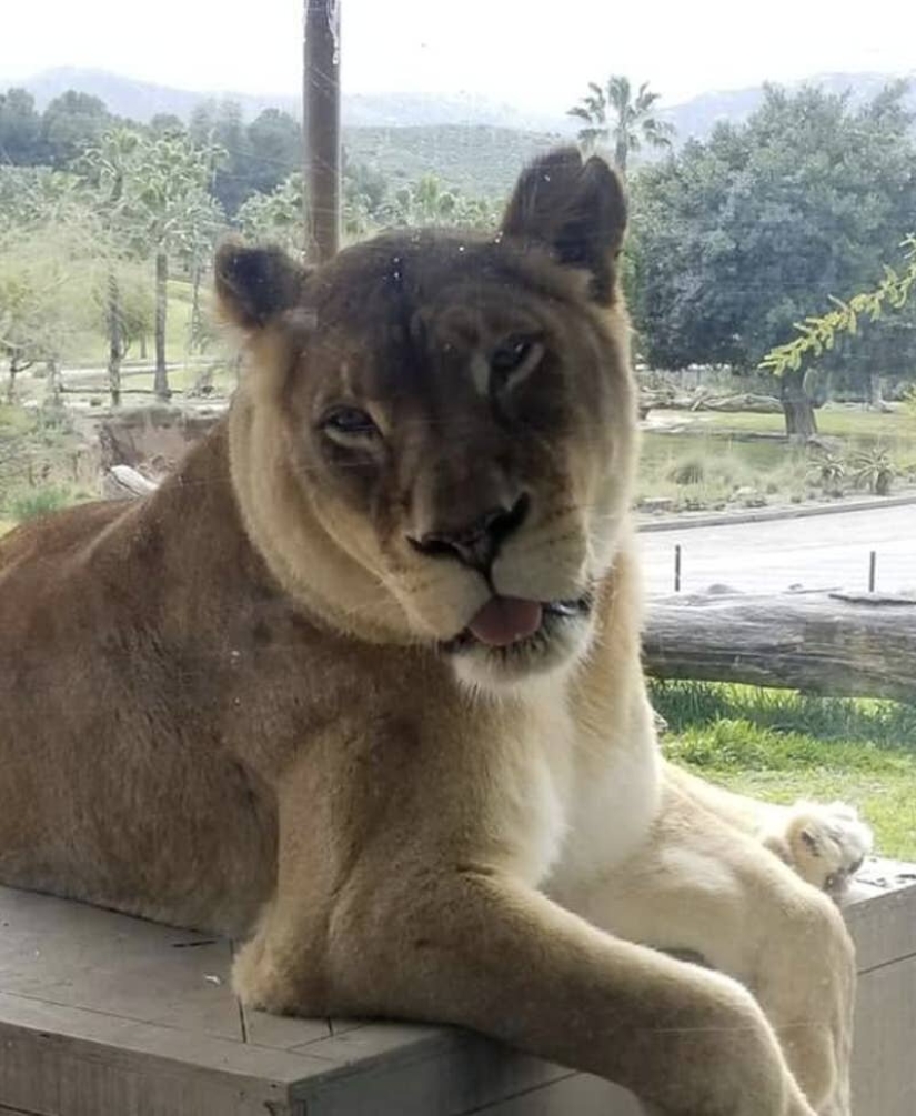 Los gatos lo es todo. Incluso la lengua sobresaliente! Los gatos lo es todo. Incluso la lengua sobresaliente!