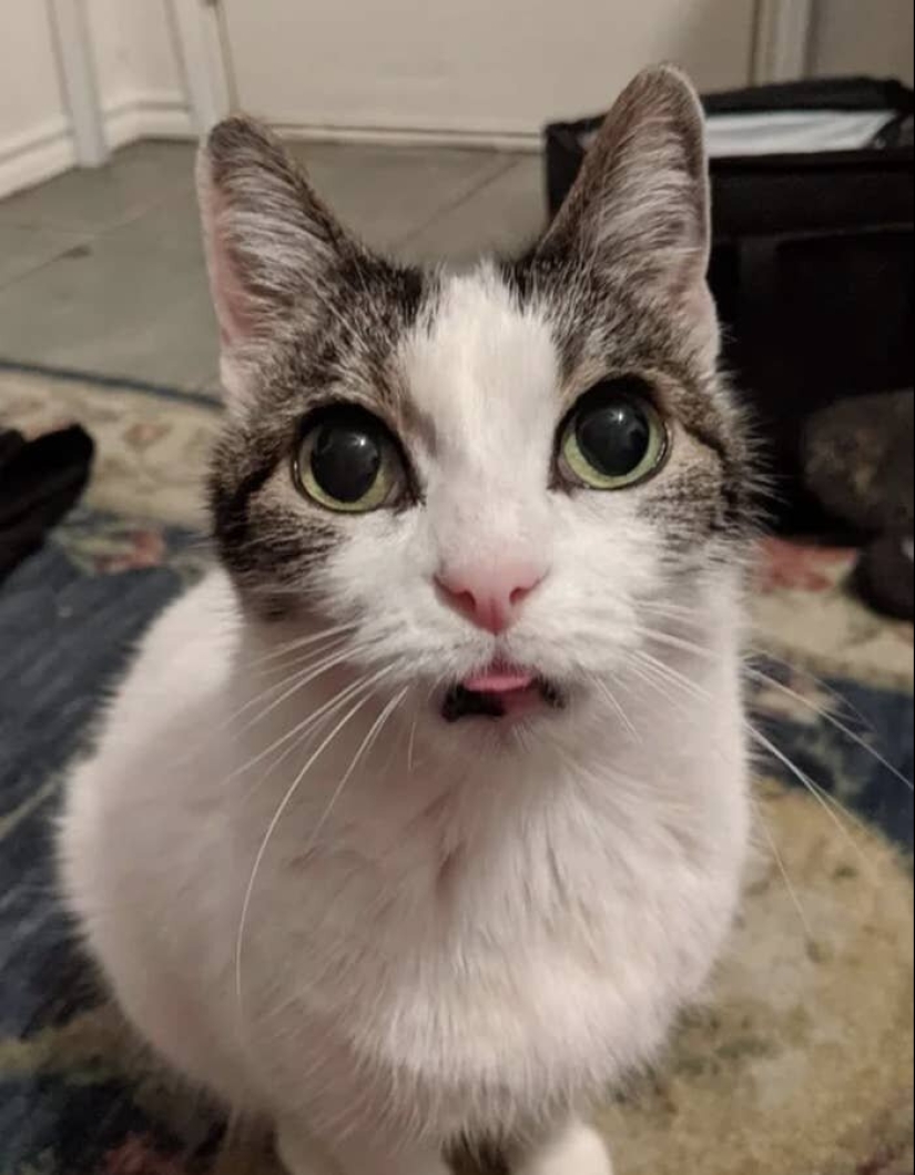 Los gatos lo es todo. Incluso la lengua sobresaliente! Los gatos lo es todo. Incluso la lengua sobresaliente!