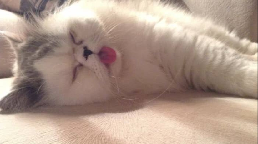 Los gatos lo es todo. Incluso la lengua sobresaliente! Los gatos lo es todo. Incluso la lengua sobresaliente!