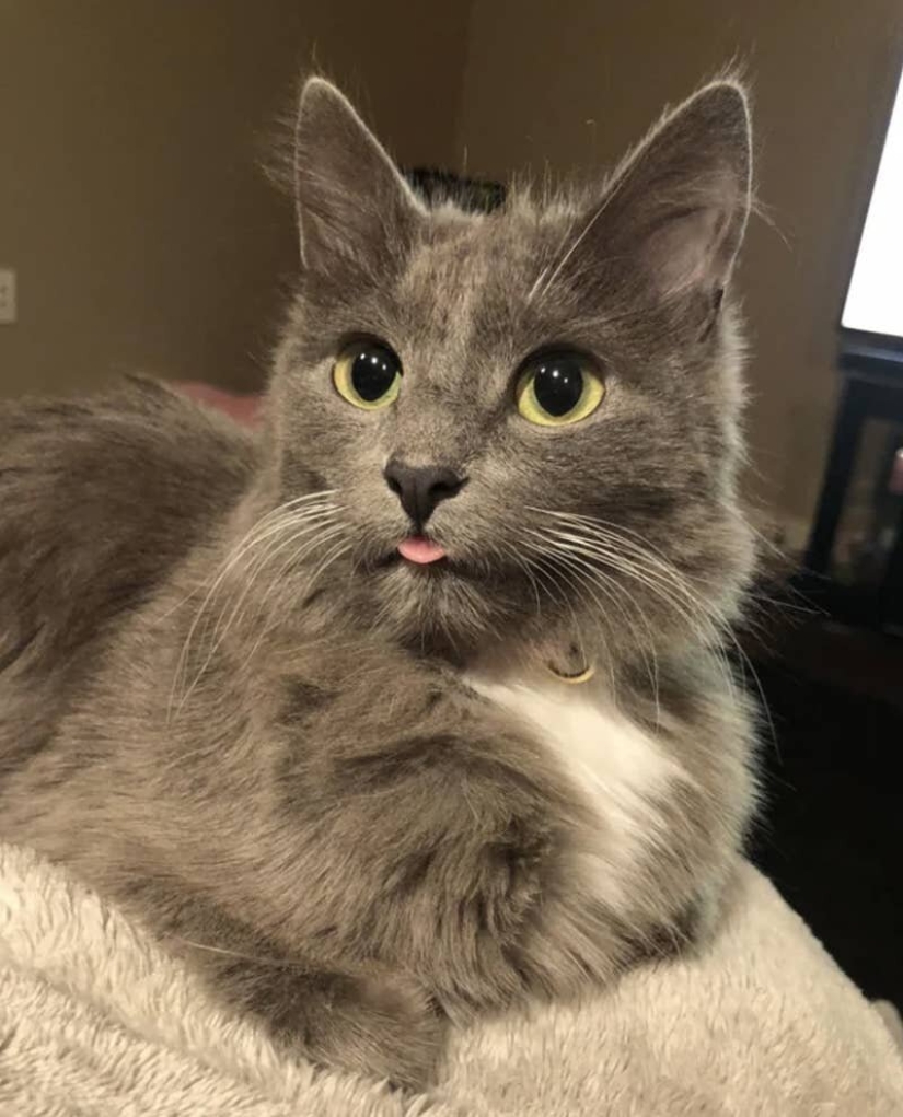 Los gatos lo es todo. Incluso la lengua sobresaliente! Los gatos lo es todo. Incluso la lengua sobresaliente!