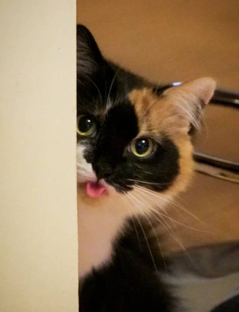 Los gatos lo es todo. Incluso la lengua sobresaliente! Los gatos lo es todo. Incluso la lengua sobresaliente!