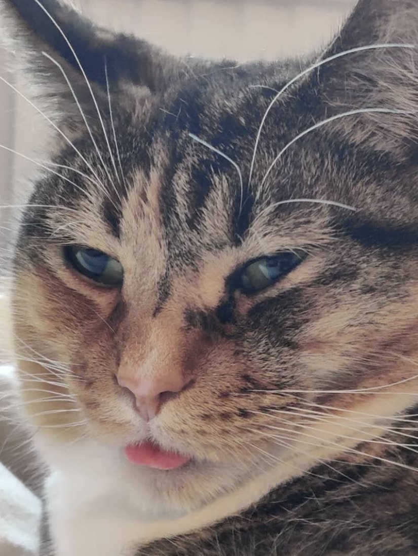 Los gatos lo es todo. Incluso la lengua sobresaliente! Los gatos lo es todo. Incluso la lengua sobresaliente!