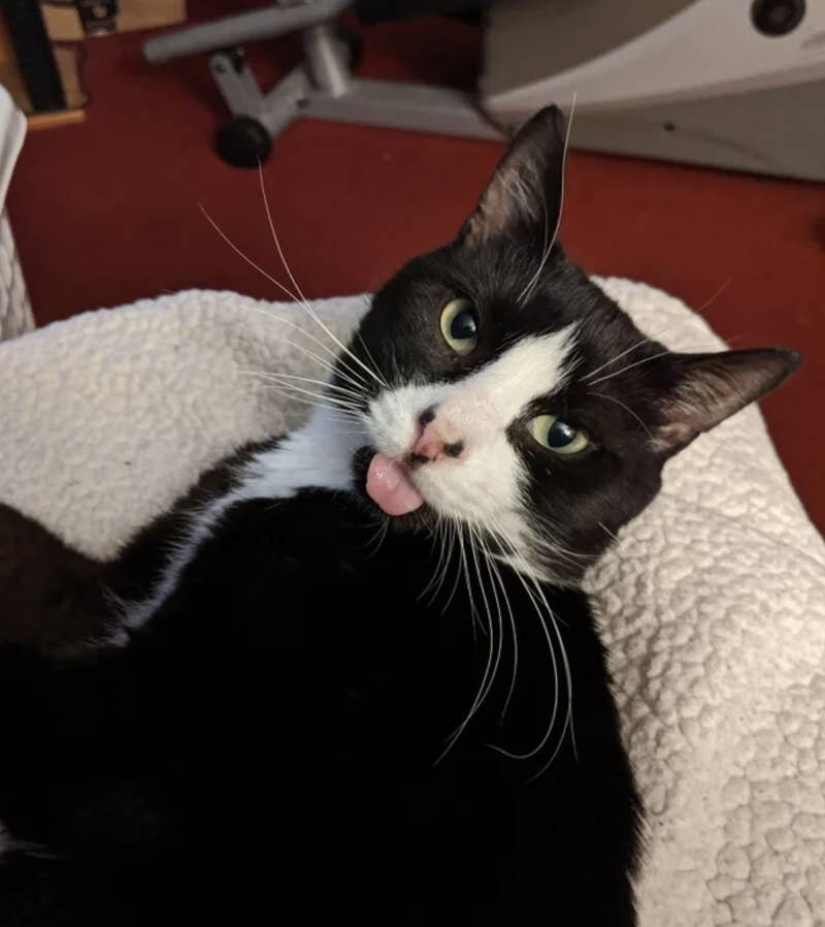 Los gatos lo es todo. Incluso la lengua sobresaliente! Los gatos lo es todo. Incluso la lengua sobresaliente!