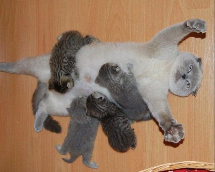 Los gatos se les enseña a pasar tiempo con la familia