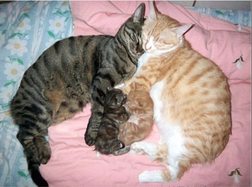 Los gatos se les enseña a pasar tiempo con la familia