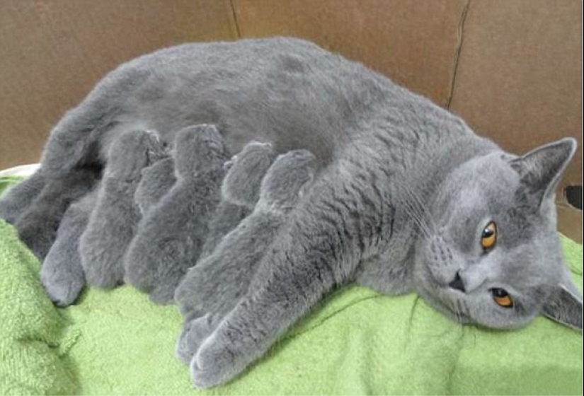 Los gatos se les enseña a pasar tiempo con la familia