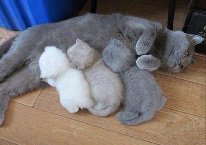 Los gatos se les enseña a pasar tiempo con la familia