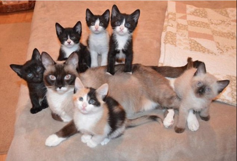 Los gatos se les enseña a pasar tiempo con la familia