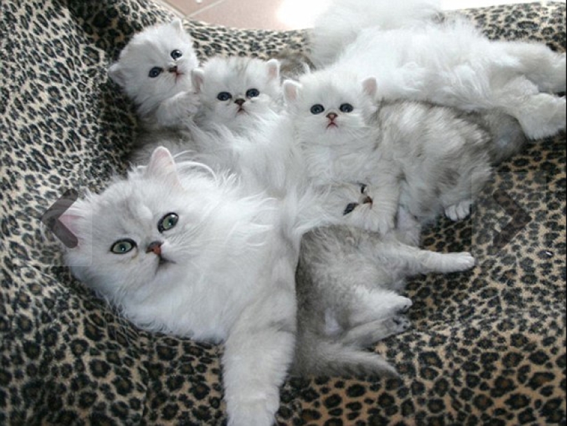 Los gatos se les enseña a pasar tiempo con la familia
