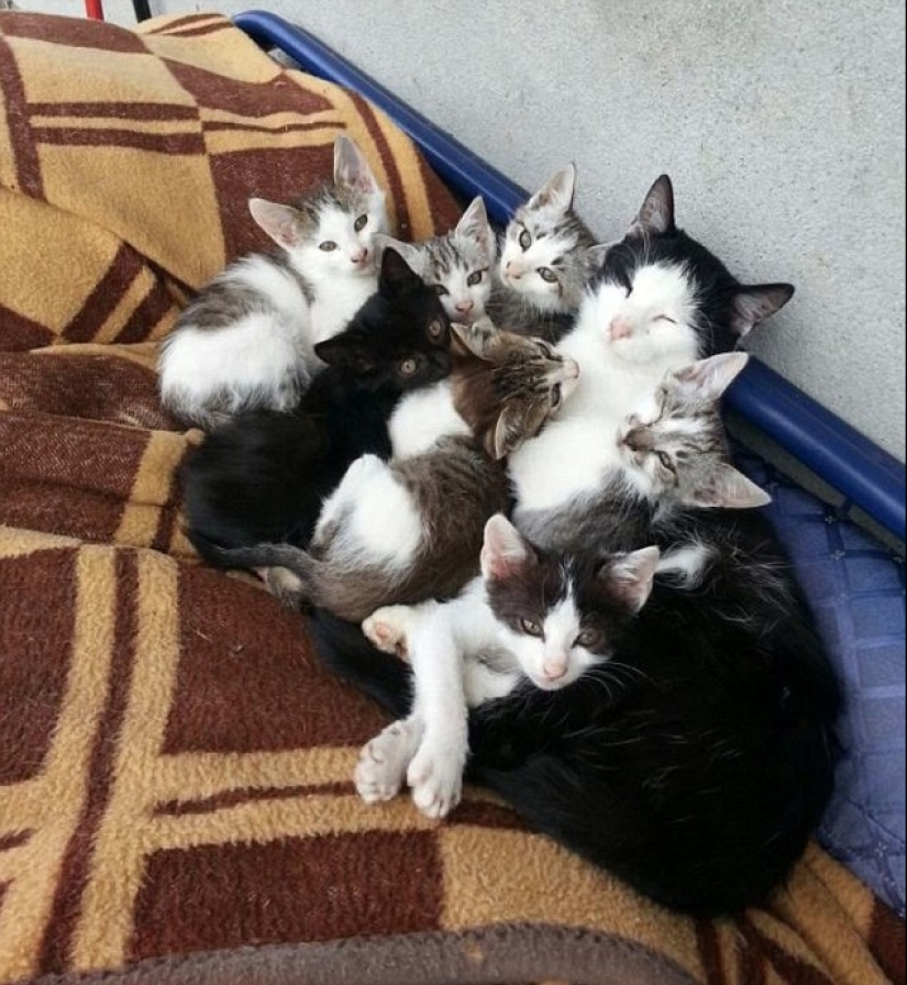 Los gatos se les enseña a pasar tiempo con la familia