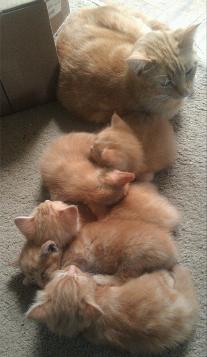 Los gatos se les enseña a pasar tiempo con la familia