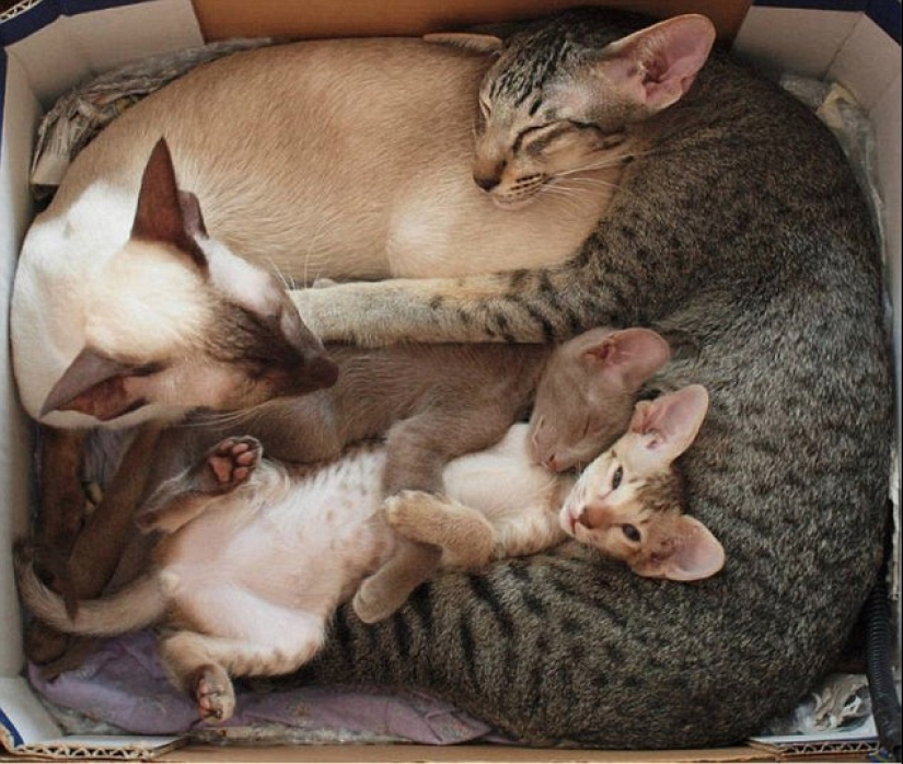 Los gatos se les enseña a pasar tiempo con la familia