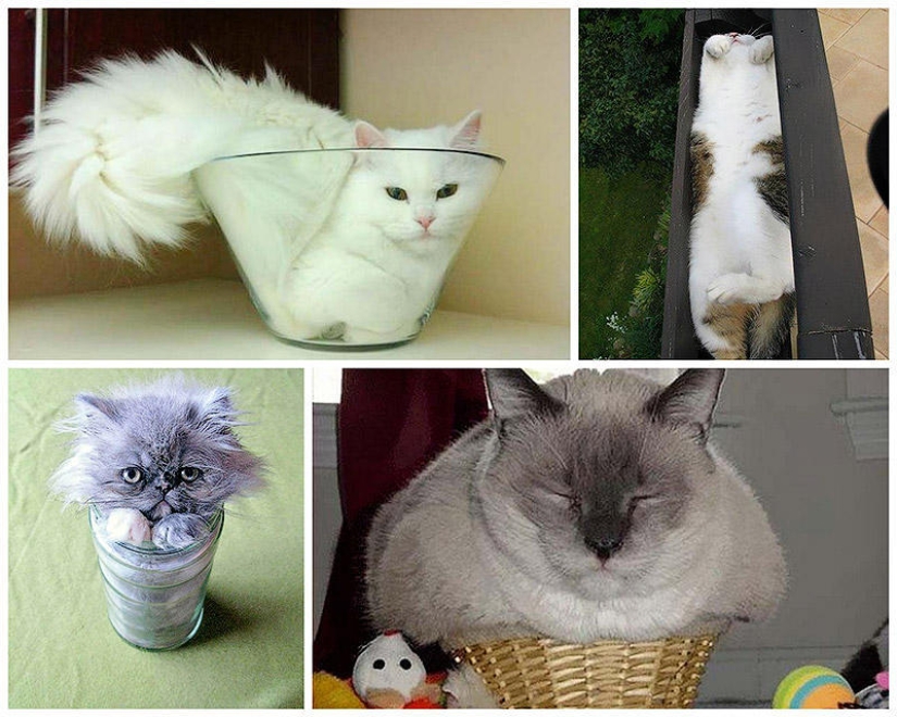 Los gatos son líquidos, hay evidencia