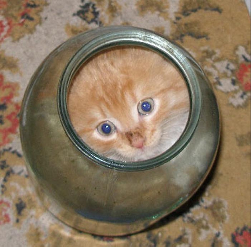 Los gatos son líquidos, hay evidencia