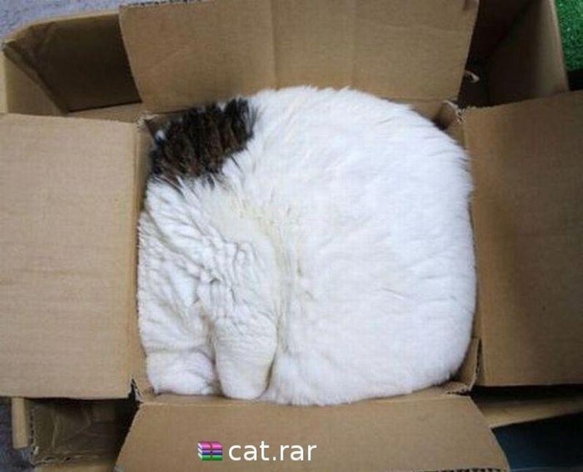 Los gatos son líquidos, hay evidencia