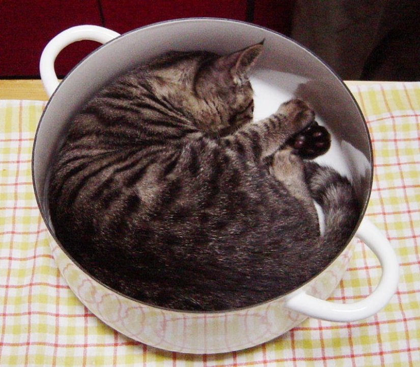 Los gatos son líquidos, hay evidencia