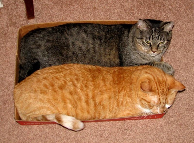 Los gatos son líquidos, hay evidencia