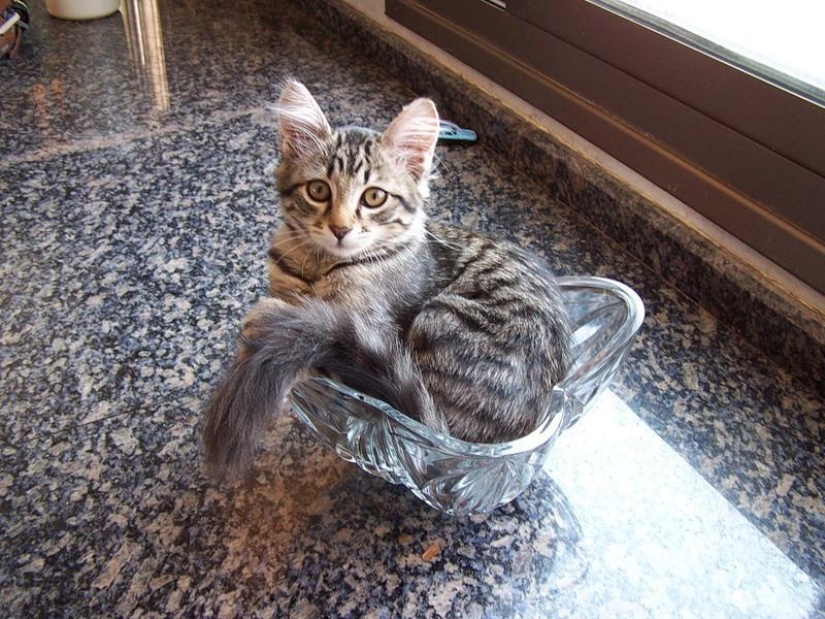 Los gatos son líquidos, hay evidencia