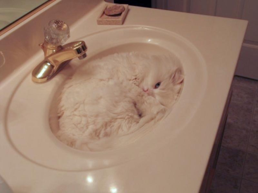 Los gatos son líquidos, hay evidencia