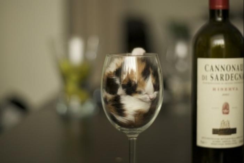 Los gatos son líquidos, hay evidencia