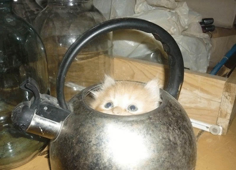 Los gatos son líquidos, hay evidencia