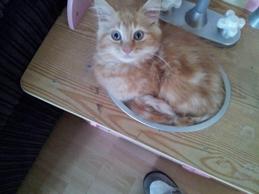 Los gatos son líquidos, hay evidencia