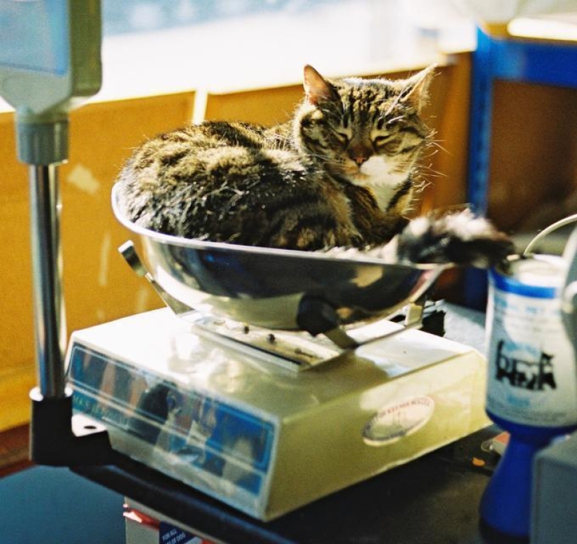 Los gatos son líquidos, hay evidencia