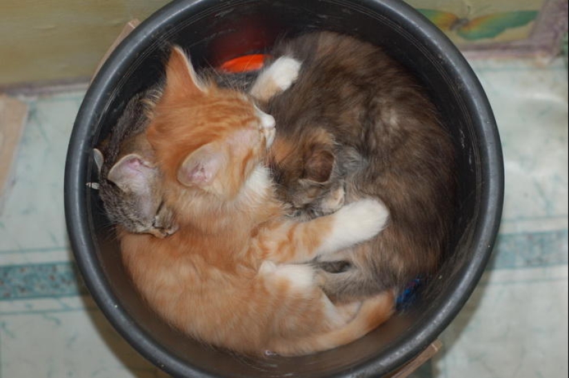 Los gatos son líquidos, hay evidencia