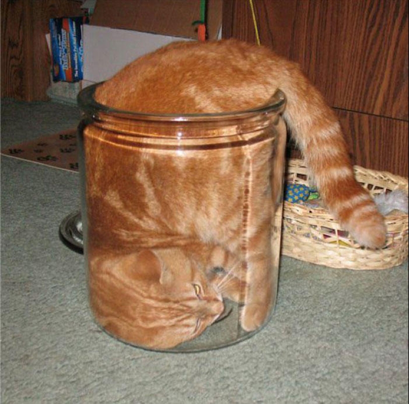 Los gatos son líquidos, hay evidencia
