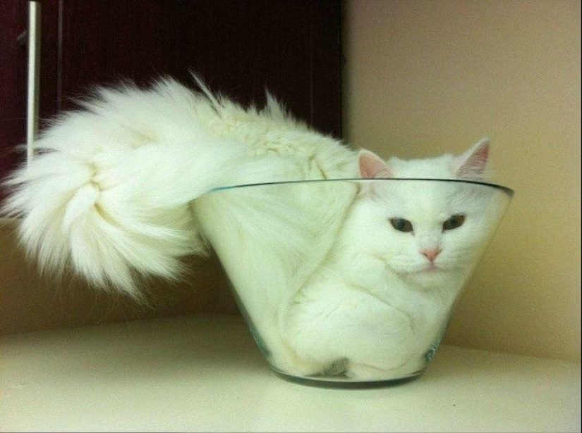 Los gatos son líquidos, hay evidencia