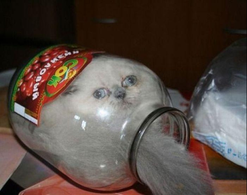 Los gatos son líquidos, hay evidencia