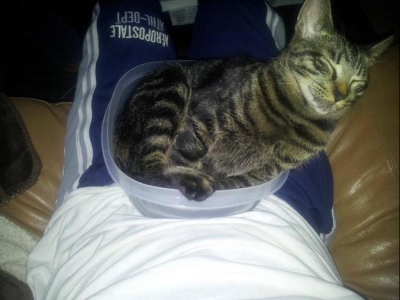 Los gatos son líquidos, hay evidencia