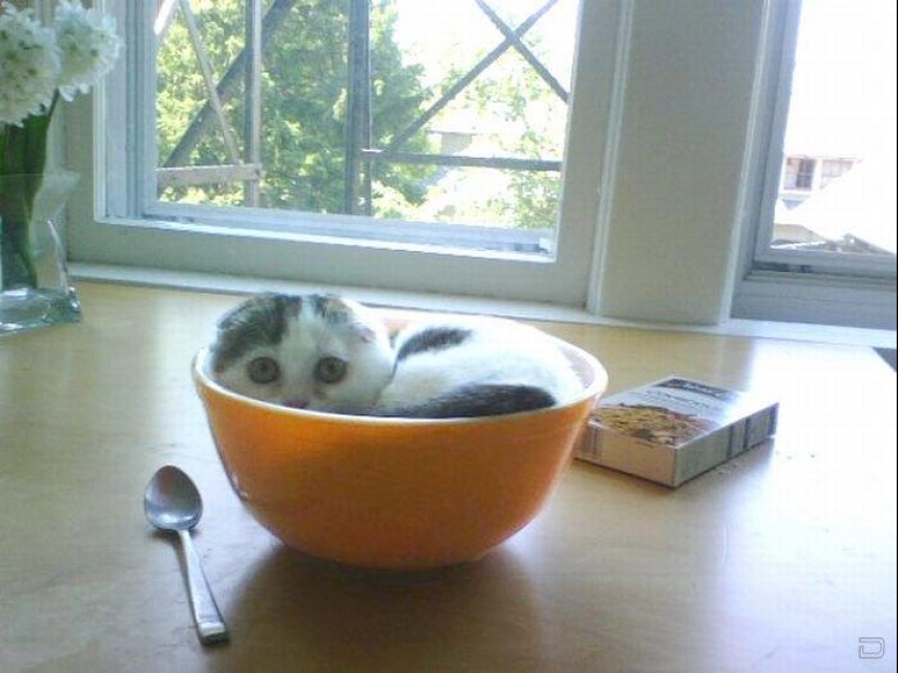 Los gatos son líquidos, hay evidencia
