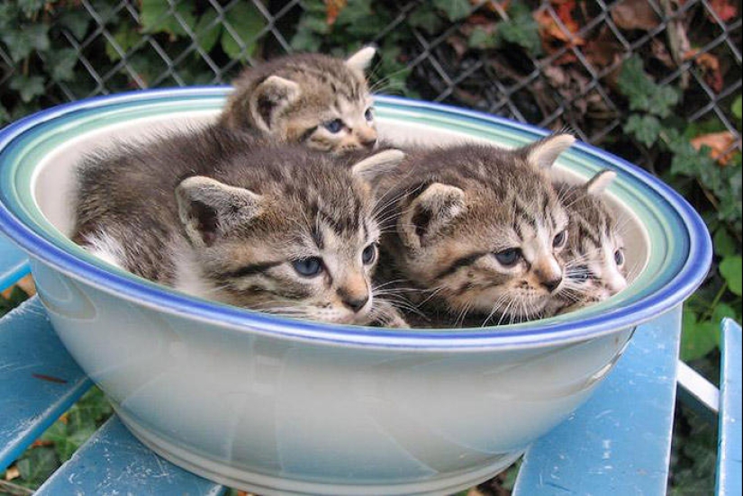 Los gatos son líquidos, hay evidencia
