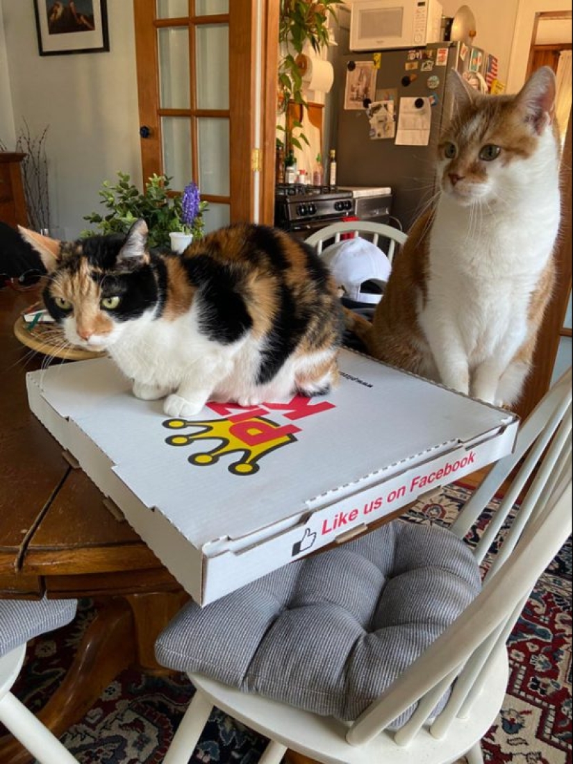 Los gatos y la pizza son la combinación perfecta, y aquí hay 18 pruebas