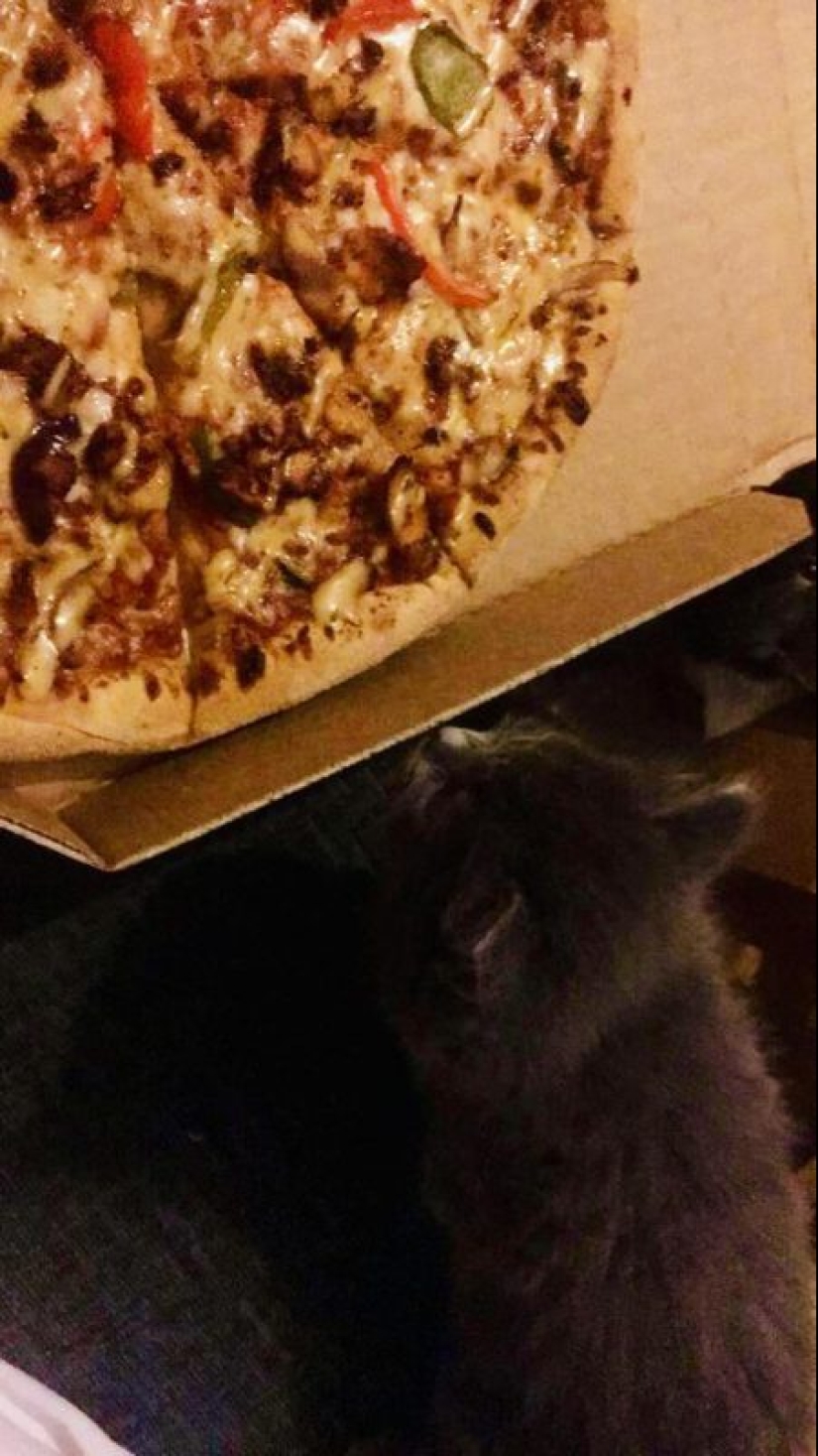 Los gatos y la pizza son la combinación perfecta, y aquí hay 18 pruebas