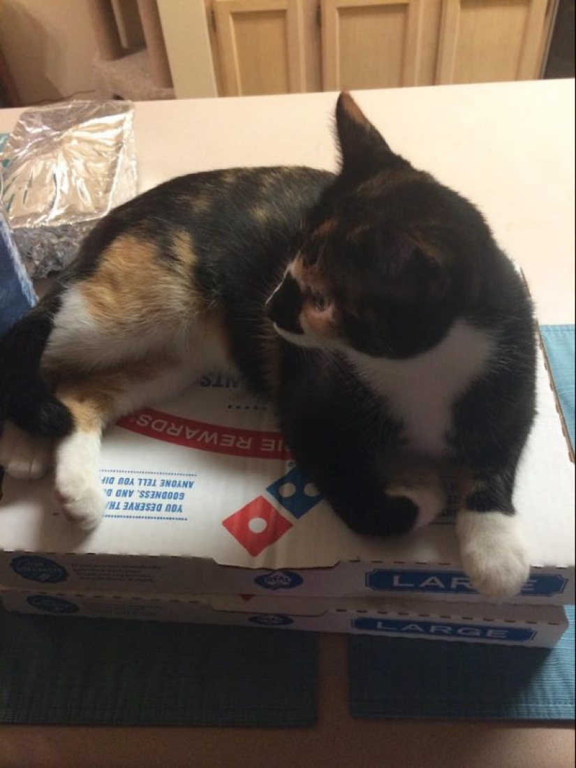 Los gatos y la pizza son la combinación perfecta, y aquí hay 18 pruebas