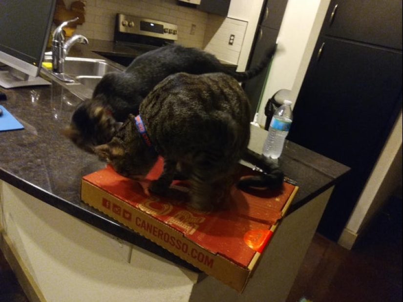 Los gatos y la pizza son la combinación perfecta, y aquí hay 18 pruebas