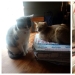 Los gatos y la pizza son la combinación perfecta, y aquí hay 18 pruebas Los gatos y la pizza son la combinación perfecta, y aquí hay 18 pruebas