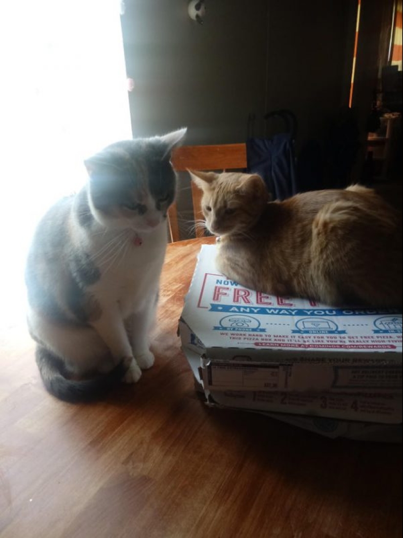 Los gatos y la pizza son la combinación perfecta, y aquí hay 18 pruebas