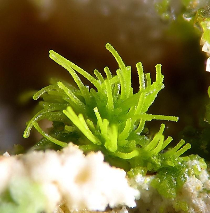 Los minerales más sorprendentes Los minerales más sorprendentes