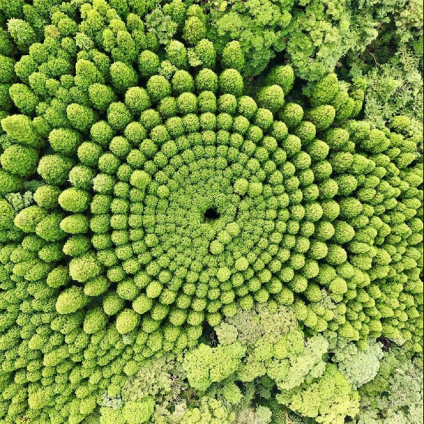 Los misteriosos círculos de árboles en Japón son el resultado de un experimento de 50 años