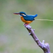 Los pájaros orinan: un ornitólogo responde a una pregunta interesante