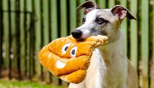 Los veterinarios explicaron por qué los perros comen heces y pasto