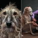 Lovely dog with a tragic fate: greyhounds of Galgo from Spain Lovely dog with a tragic fate: greyhounds of Galgo from Spain