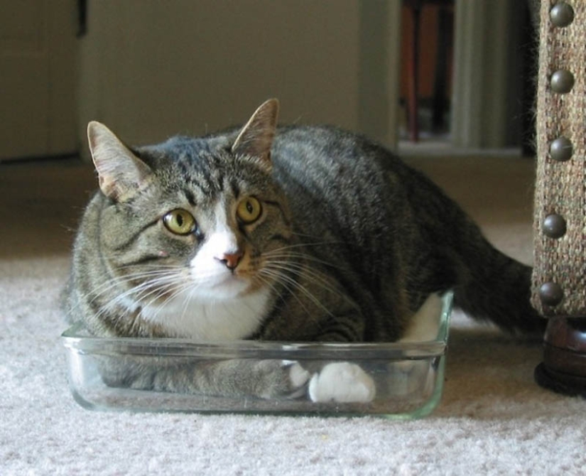 Lugares ideales para relajarse-versión para gatos Lugares ideales para relajarse-versión para gatos