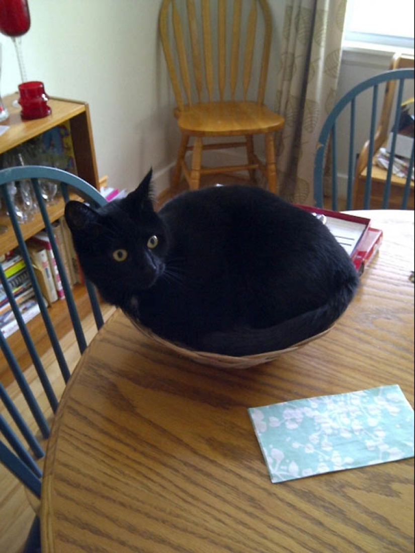 Lugares ideales para relajarse-versión para gatos Lugares ideales para relajarse-versión para gatos