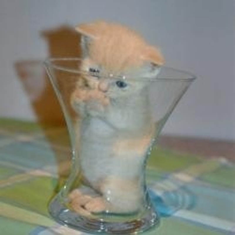 Lugares ideales para relajarse-versión para gatos Lugares ideales para relajarse-versión para gatos