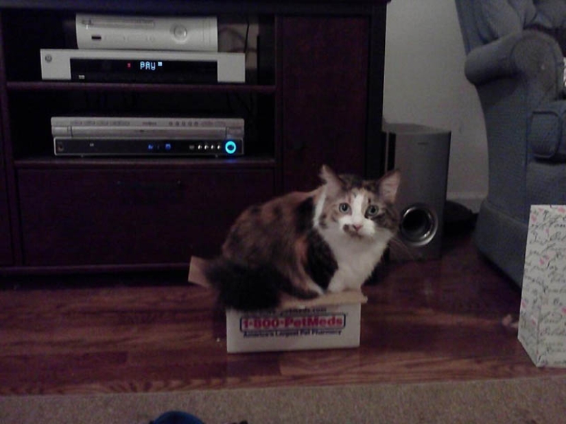 Lugares ideales para relajarse-versión para gatos Lugares ideales para relajarse-versión para gatos